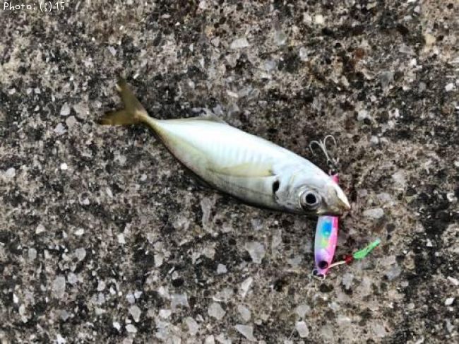 �����Х�������