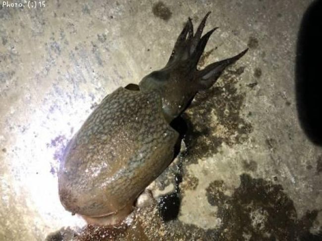 ����䥱����