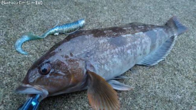 �����ʥ�