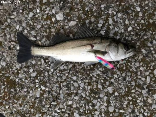 �����Х�