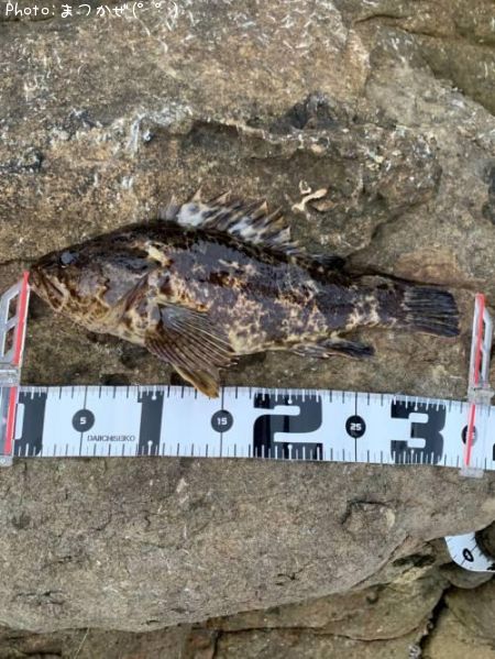 �٥å�������