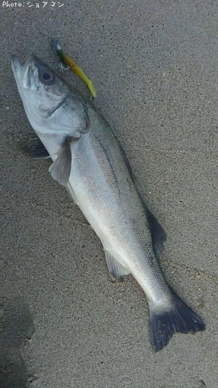 �����Х�