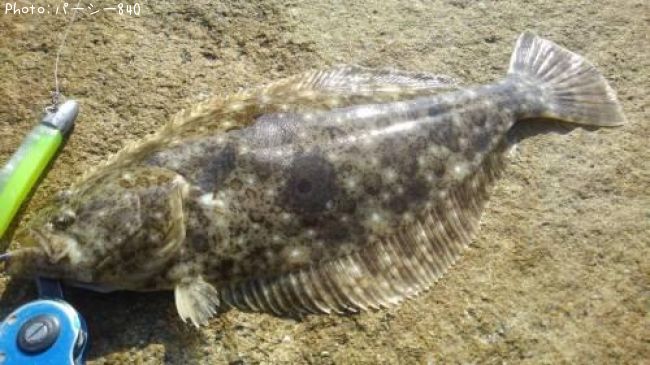 �ҥ��ʥ�����