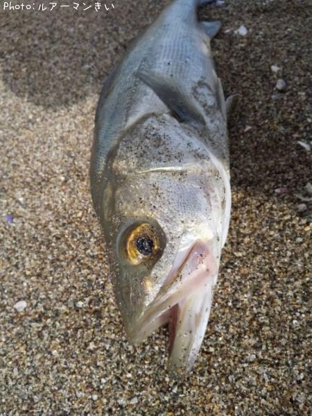 �����Х�