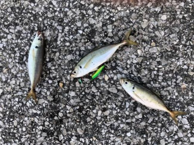 �����Х�������