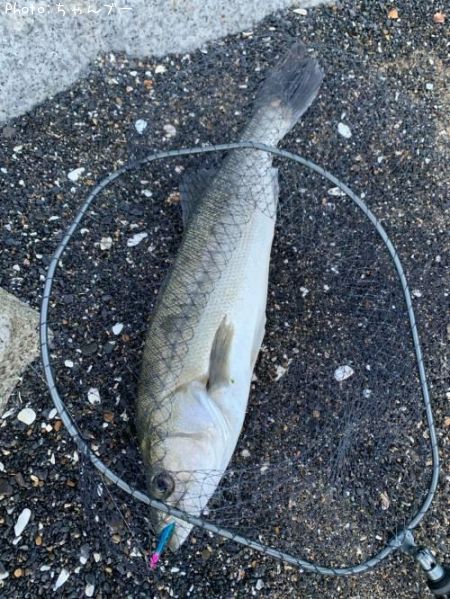 �����Х�