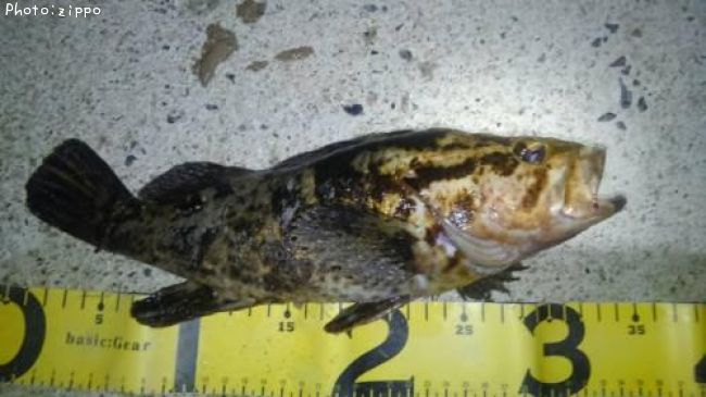 �����Υ���Х�