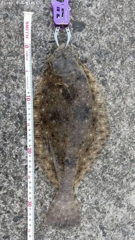 �ҥ��ʥ�����