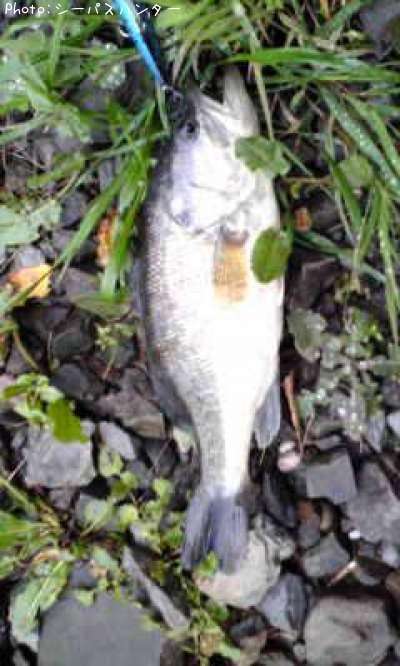 �֥�å��Х�