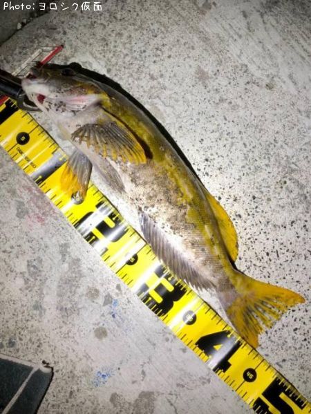 �����ʥ�