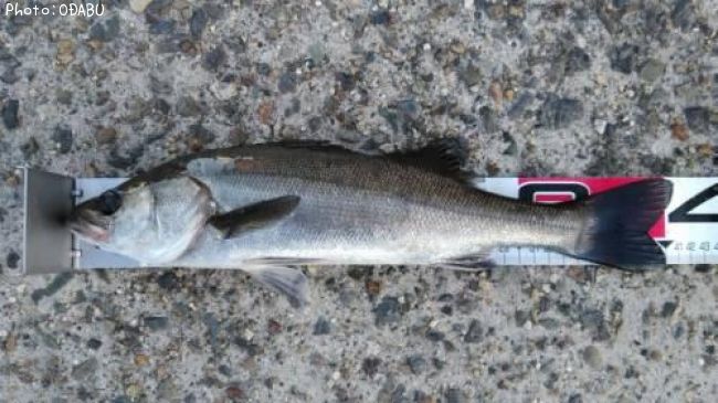 �����Х�