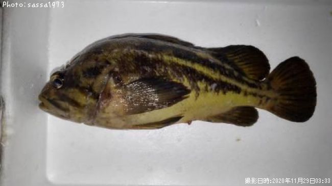 ���ޥ���