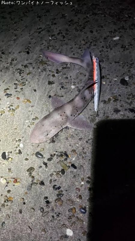 �ɥ�����