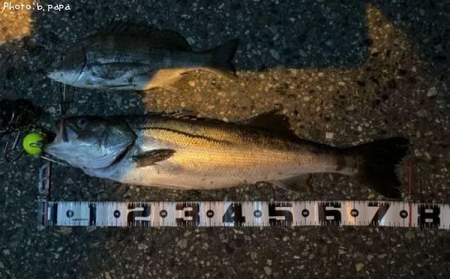 �����Х�