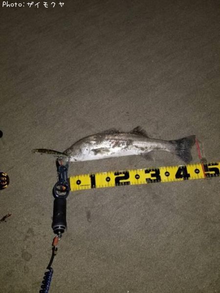 �����Х�