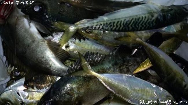 ��������Х롢����