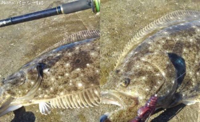 �ҥ��ʥ�����