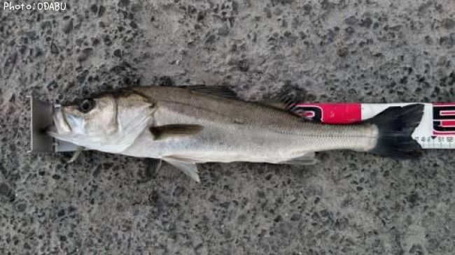 �����Х�