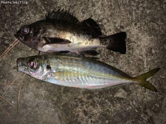 ��Х롢����