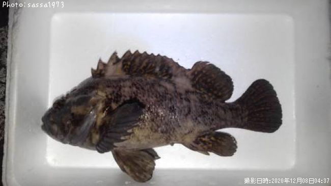 ���������饽��