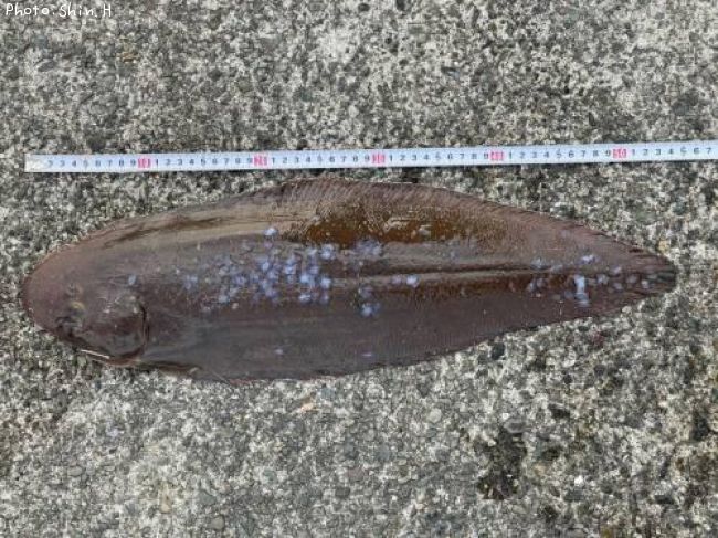 ���������Υ����ʥ����ӥ���