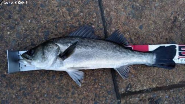 �����Х�