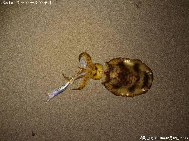 �����ꥤ��