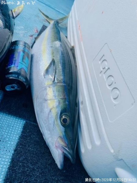 ��ޥȥʥ�����ڥĥ�֥��