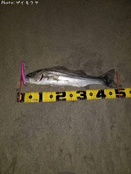 �����Х�