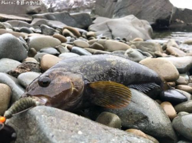 �����ʥ�