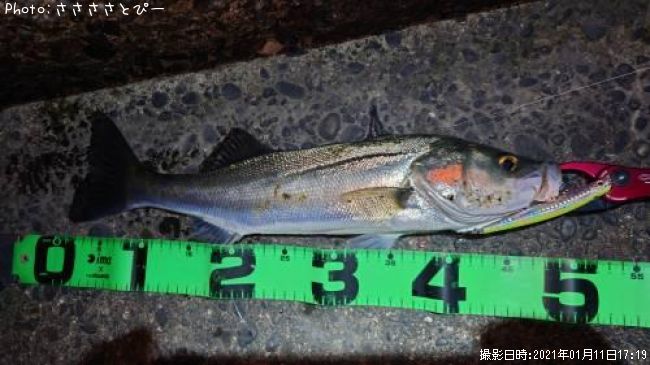 �����Х�