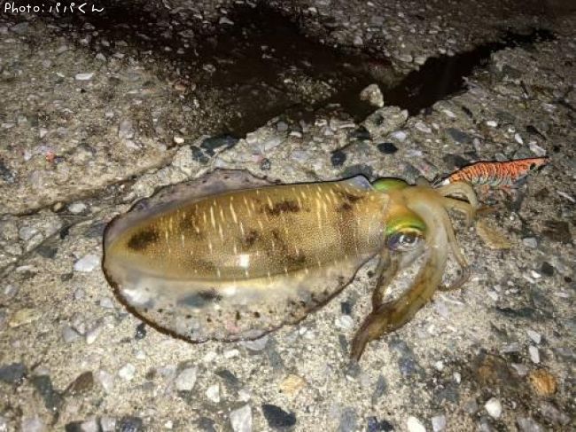 �����ꥤ��