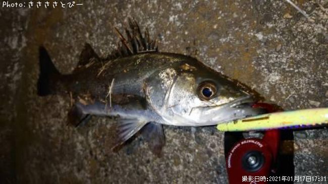 �����Х�