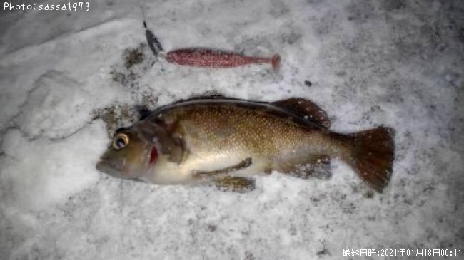 ������Х�