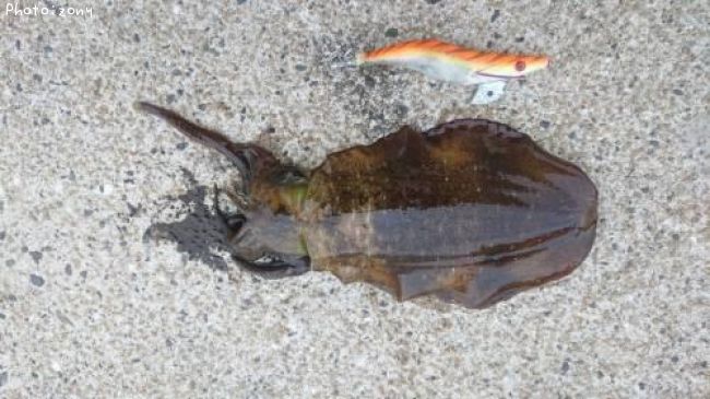 �����ꥤ��