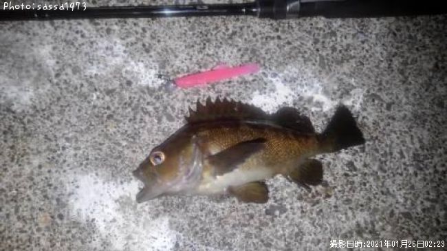 ������Х�