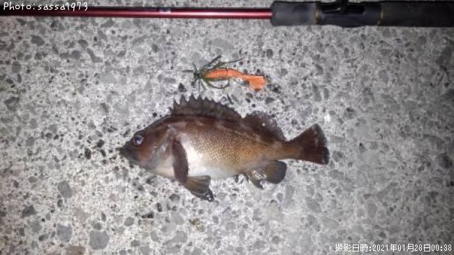 ������Х�