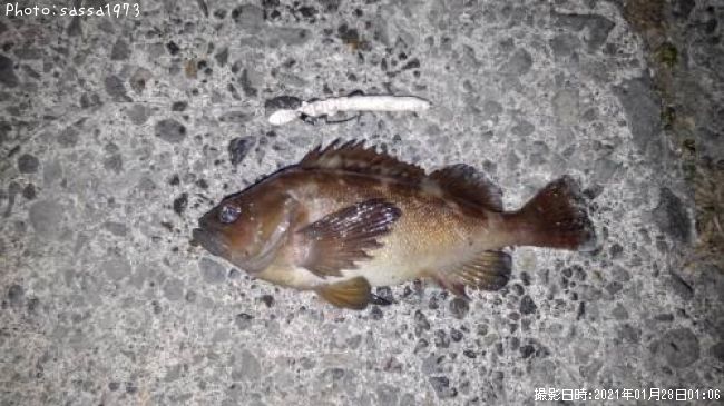 ������Х�