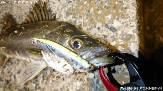 �����Х�