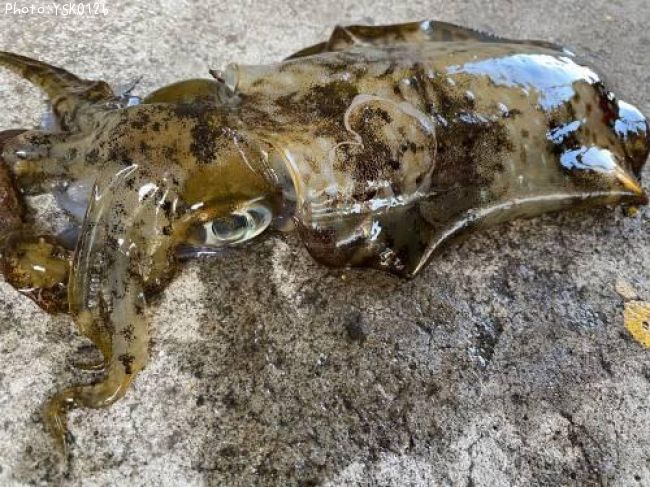 �����ꥤ��