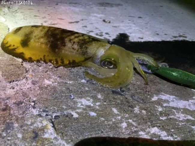 �����ꥤ��