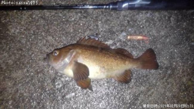 ������Х�