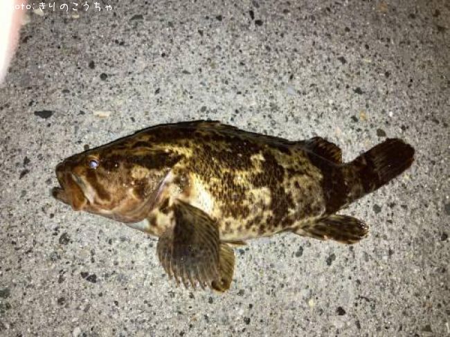 �٥å�������