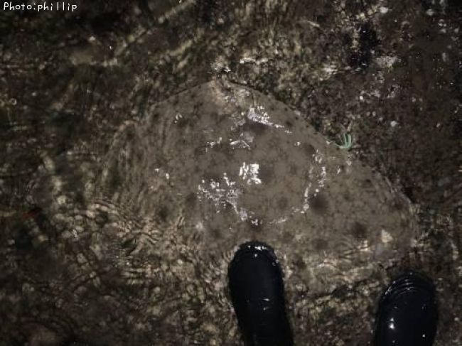 �ĥХ�������