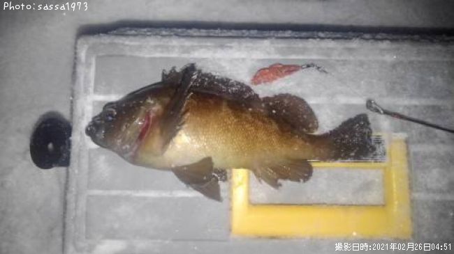 ������Х�