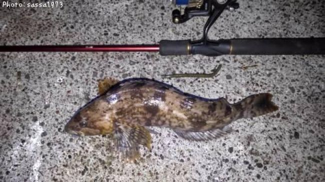 �����ʥ�