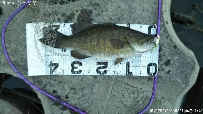 ���⡼��ޥ���