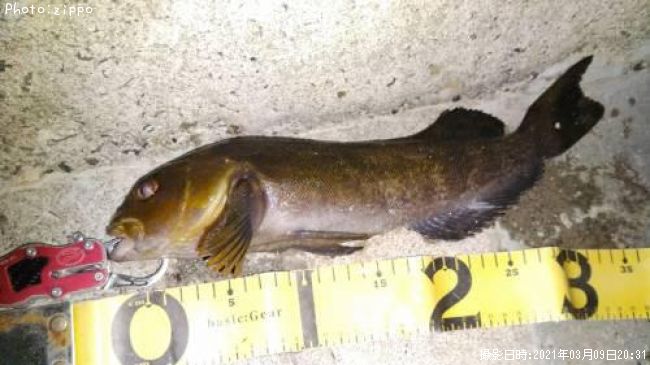 �����ʥ�