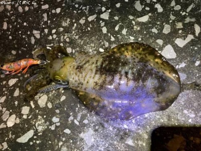 �����ꥤ��