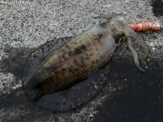 �����ꥤ��